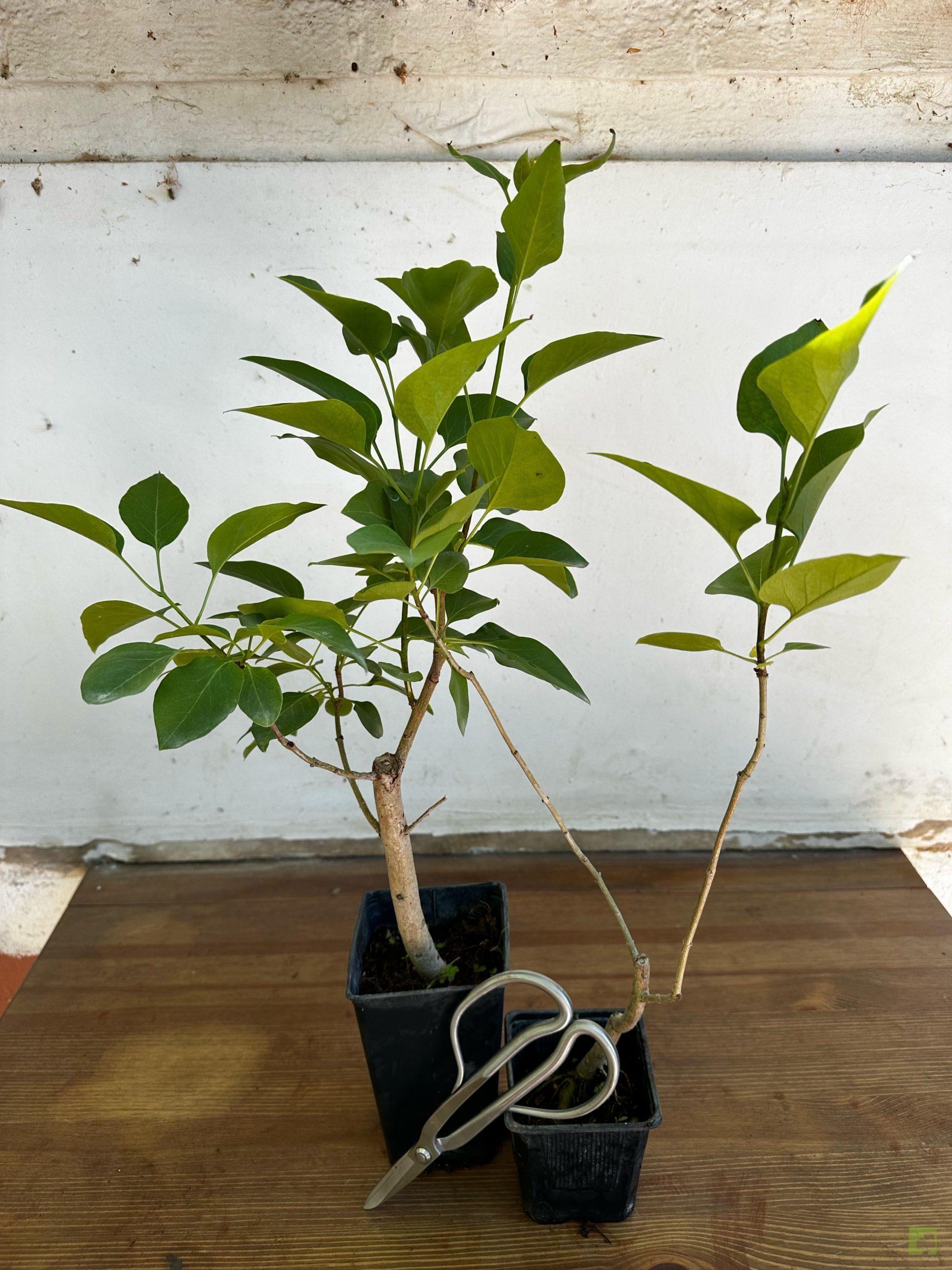 Processed with MOLDIV