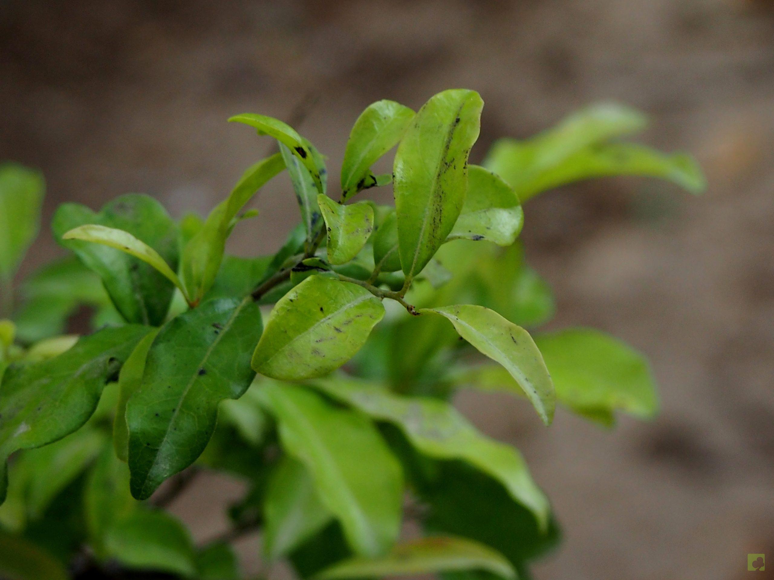 Processed with MOLDIV