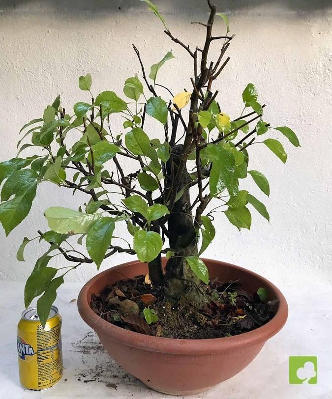 PREBONSAI MALUS SIEBOLDII PREBONSAI MALUS SIEBOLDII