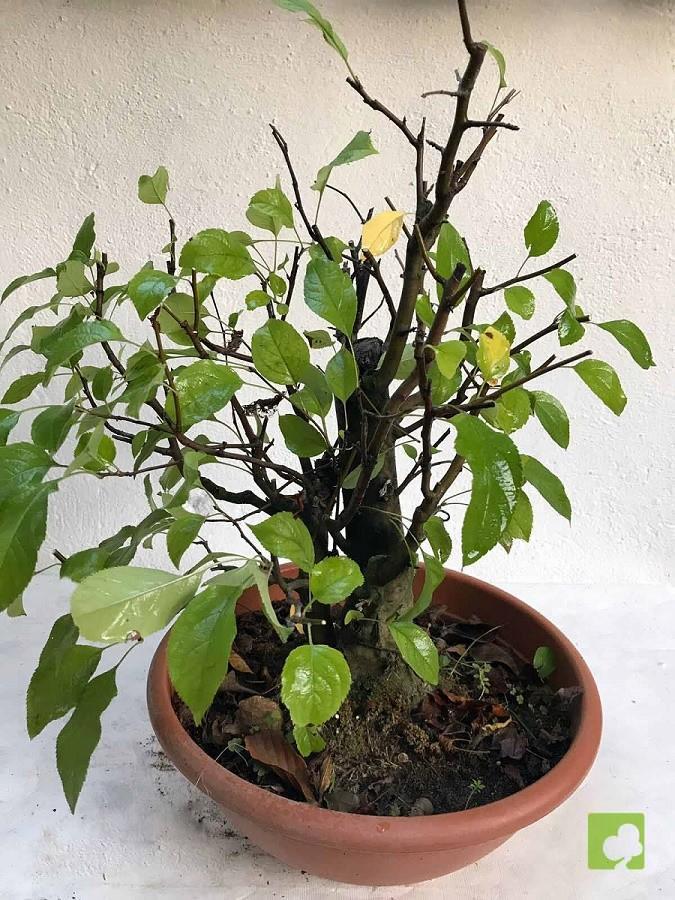 PREBONSAI MALUS SIEBOLDII PREBONSAI MALUS SIEBOLDII