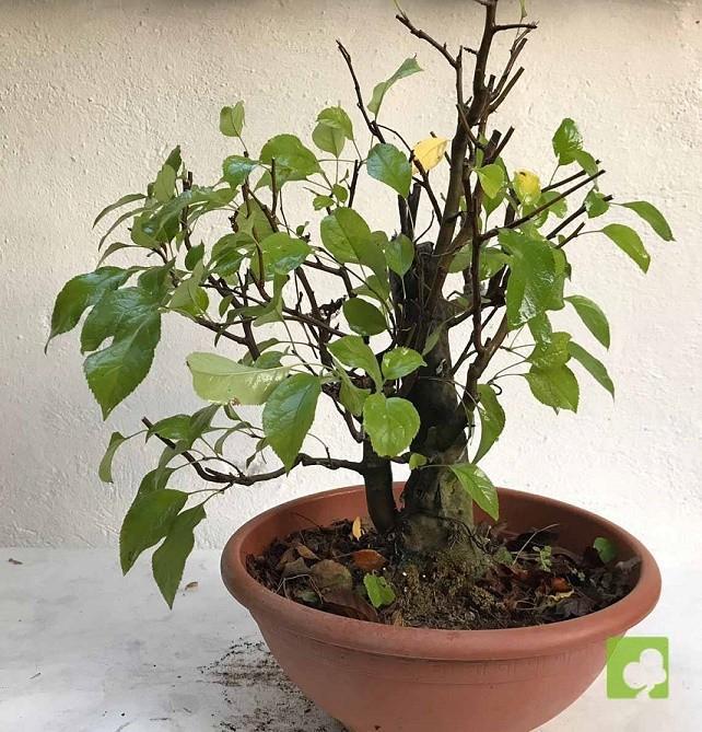 PREBONSAI MALUS SIEBOLDII PREBONSAI MALUS SIEBOLDII