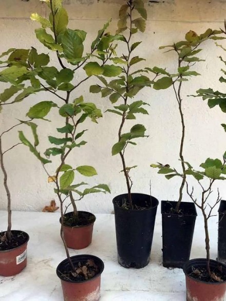 LOTE DE 7 PLANTONES DE HAYA