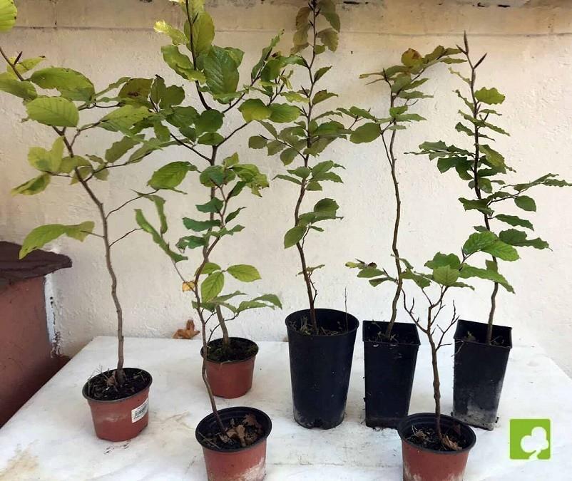 LOTE DE 7 PLANTONES DE HAYA LOTE DE 7 PLANTONES DE HAYA