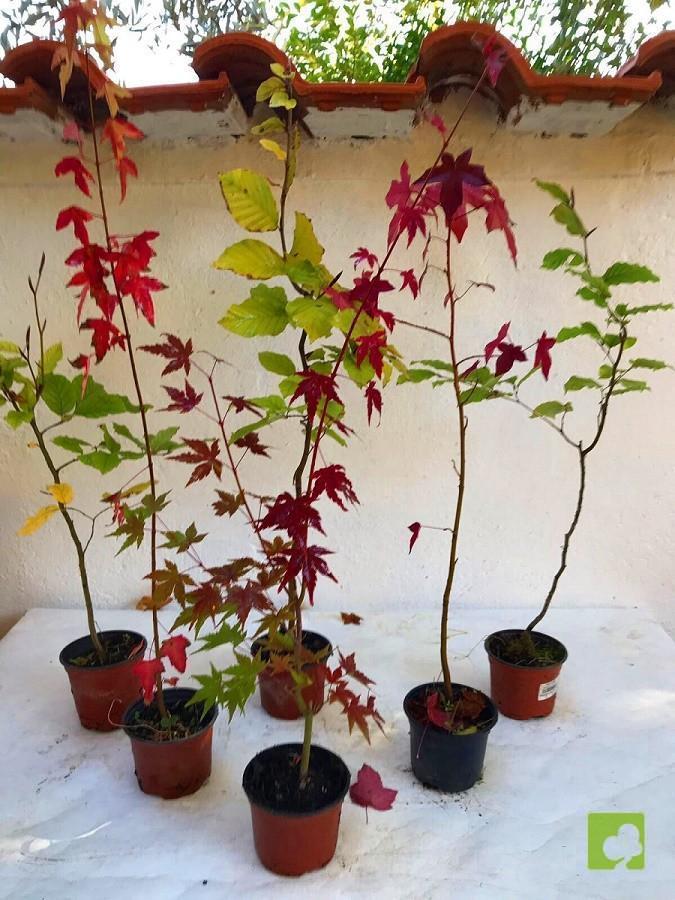 LOTE VARIADO DE PLANTONES LOTE VARIADO DE PLANTONES