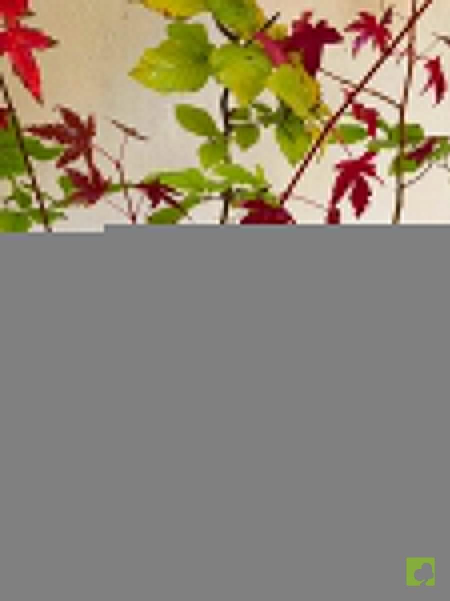 LOTE VARIADO DE PLANTONES LOTE VARIADO DE PLANTONES