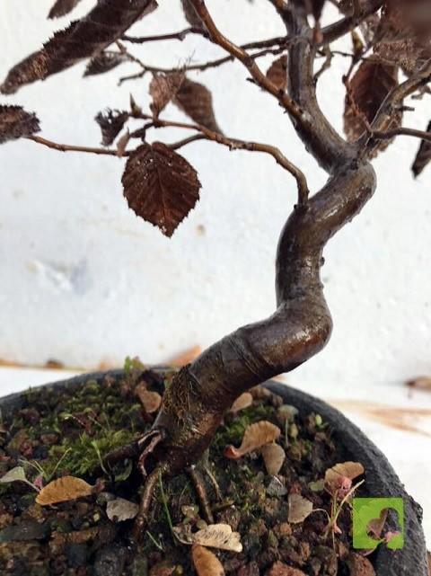 BONSAI CARPE BONSAI CARPE