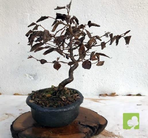 BONSAI CARPE BONSAI CARPE