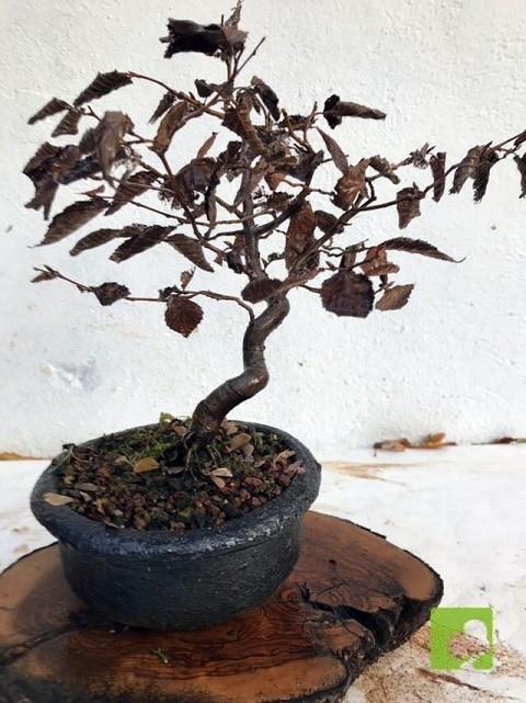 BONSAI CARPE BONSAI CARPE