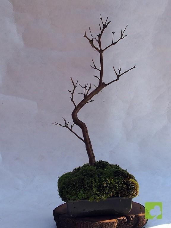 BONSAI GRANADO NEJIKAN BONSAI GRANADO NEJIKAN