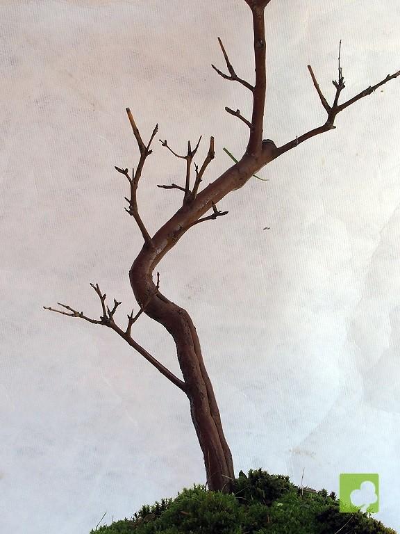 BONSAI GRANADO NEJIKAN BONSAI GRANADO NEJIKAN