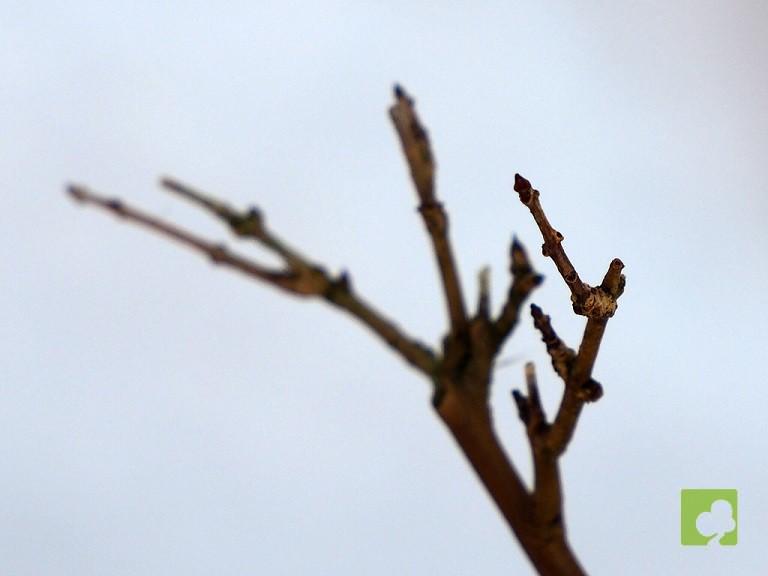 BONSAI GRANADO NEJIKAN BONSAI GRANADO NEJIKAN