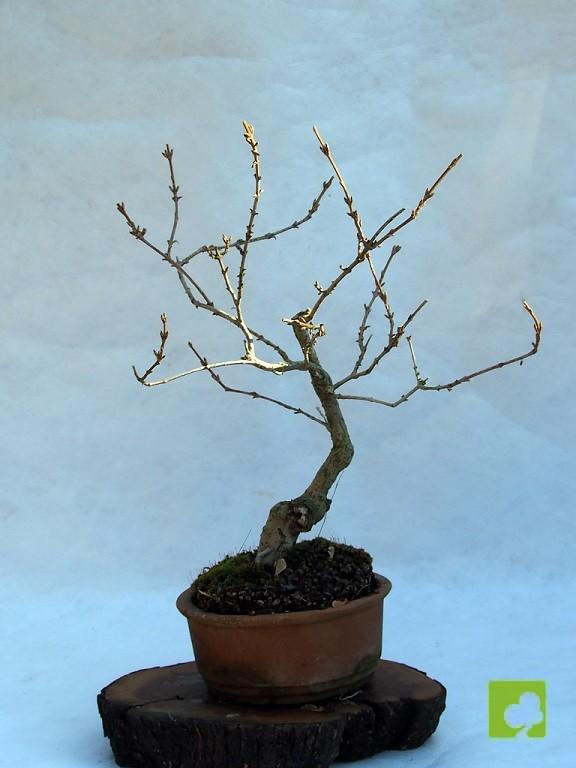BONSAI DE FORSITIA BONSAI DE FORSITIA