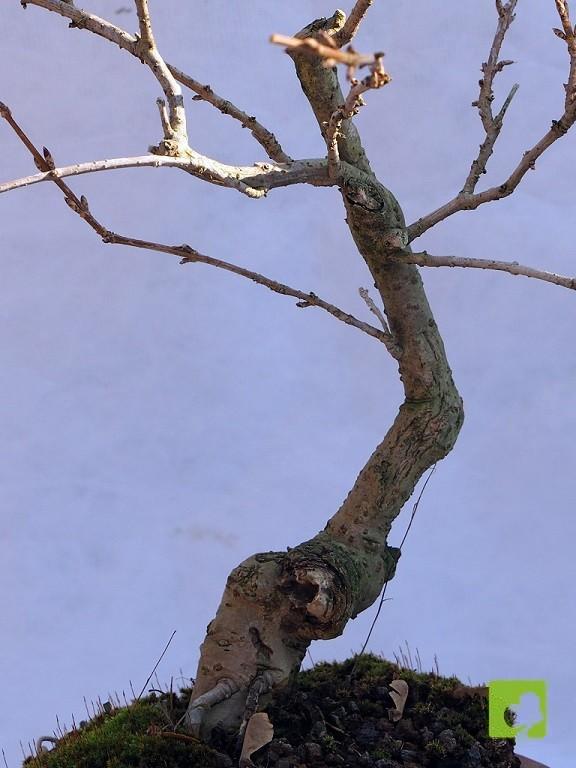 BONSAI DE FORSITIA BONSAI DE FORSITIA