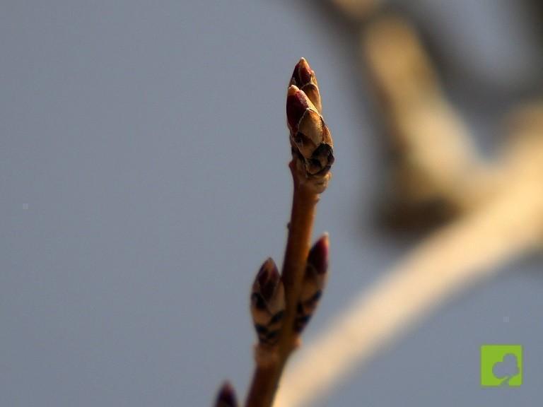 BONSAI DE FORSITIA BONSAI DE FORSITIA