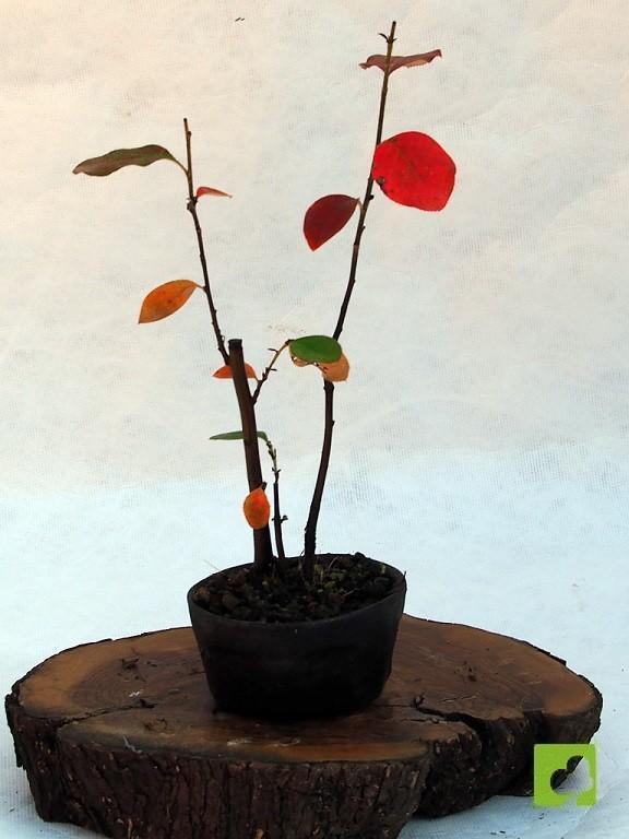 BOSQUE PSEUDOCYDONIA SINESIS BOSQUE PSEUDOCYDONIA SINESIS