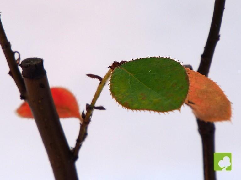 BOSQUE PSEUDOCYDONIA SINESIS BOSQUE PSEUDOCYDONIA SINESIS