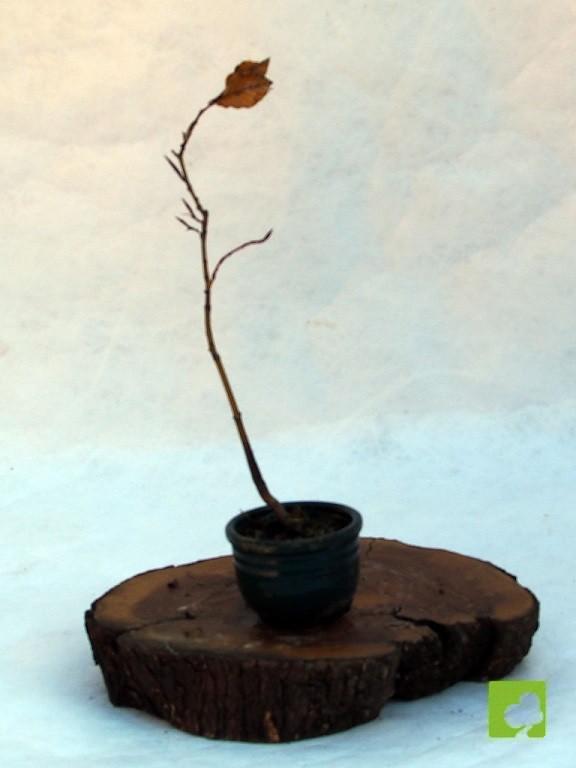 MAME DE HAYA MAME DE HAYA