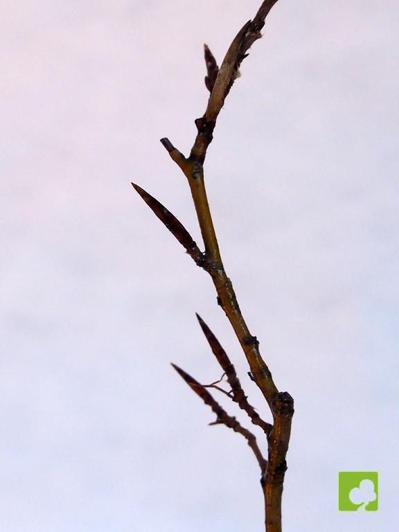 MAME DE HAYA MAME DE HAYA