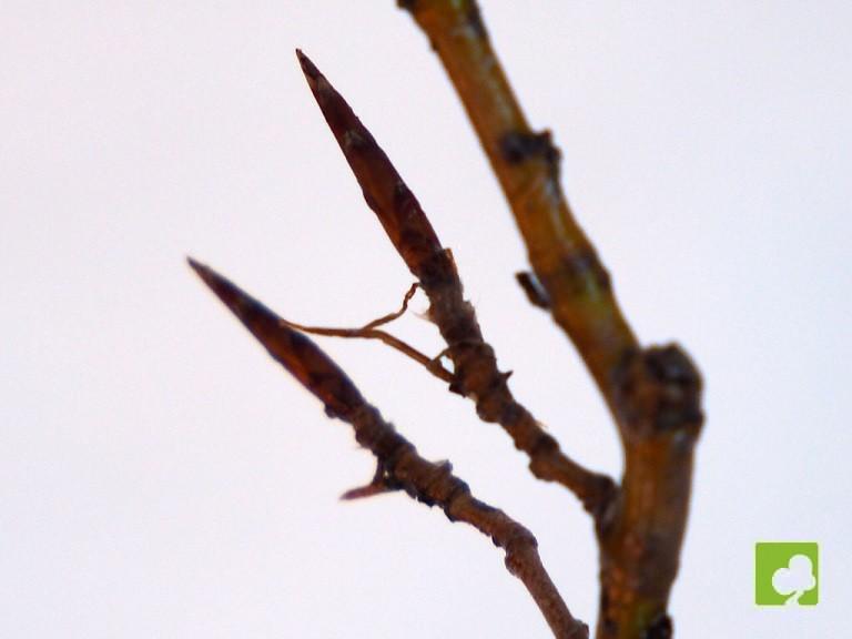 MAME DE HAYA MAME DE HAYA