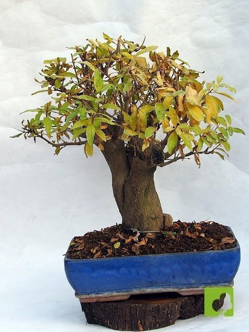 BONSAI GRANADO NEJIKAN BONSAI GRANADO NEJIKAN
