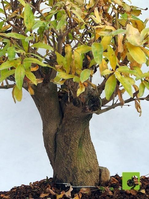 BONSAI GRANADO NEJIKAN BONSAI GRANADO NEJIKAN