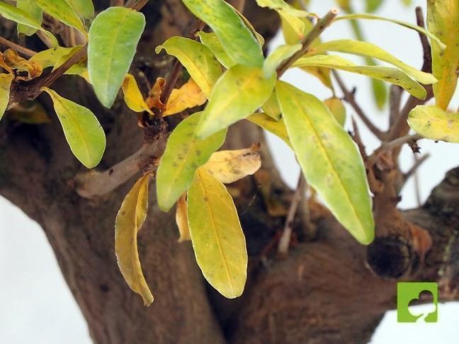 BONSAI GRANADO NEJIKAN BONSAI GRANADO NEJIKAN