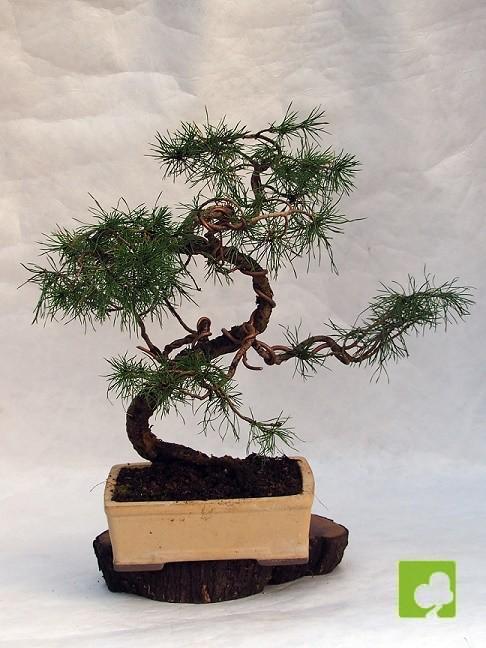 BONSAI PINO SILVESTRE BONSAI PINO SILVESTRE