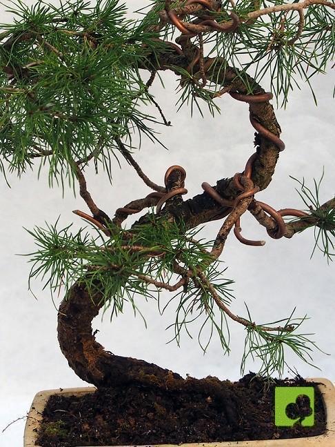 BONSAI PINO SILVESTRE BONSAI PINO SILVESTRE