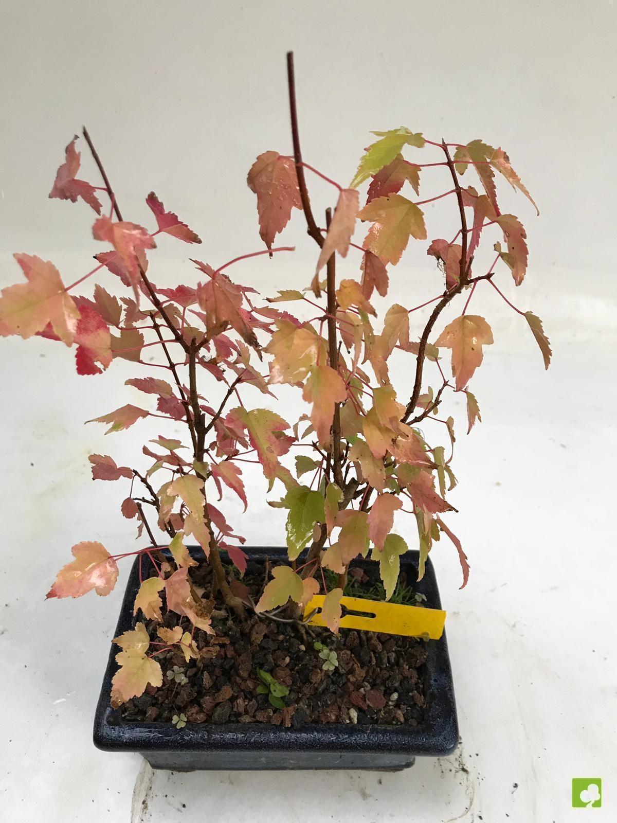 BOSQUE DE ACER BURGERIANO BOSQUE DE ACER BURGERIANO