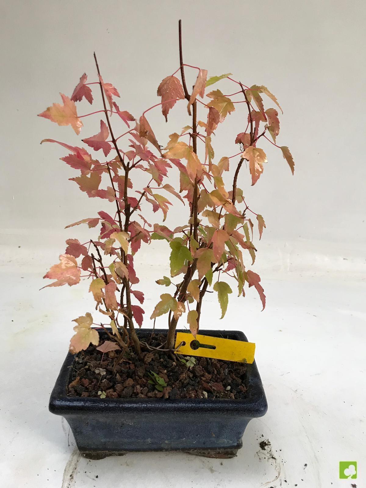 BOSQUE DE ACER BURGERIANO BOSQUE DE ACER BURGERIANO