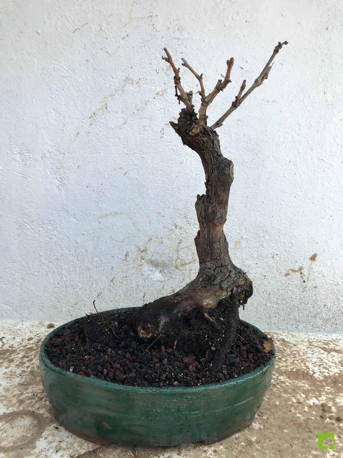 BONSAI VID BONSAI VID