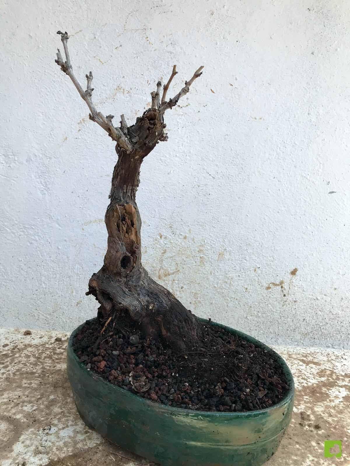 BONSAI VID BONSAI VID