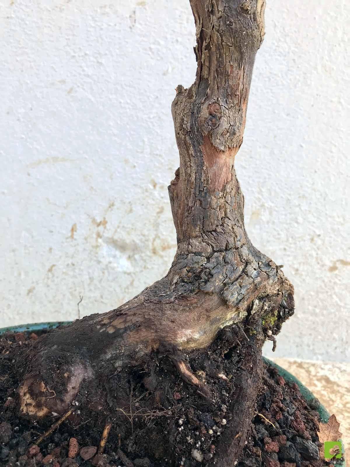 BONSAI VID BONSAI VID