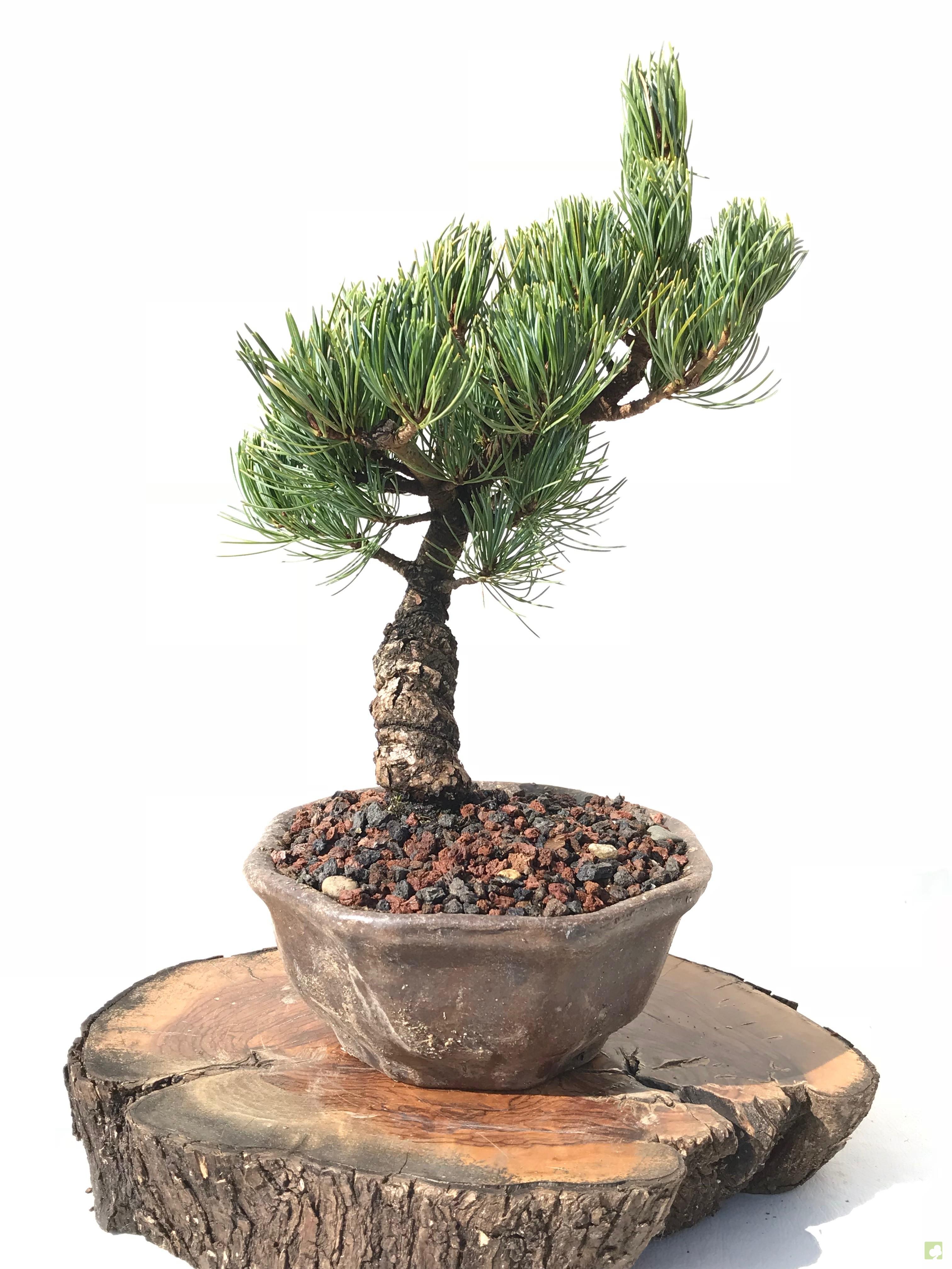 BONSAI PINO PENTHAPHYLLA BONSAI PINO PENTHAPHYLLA