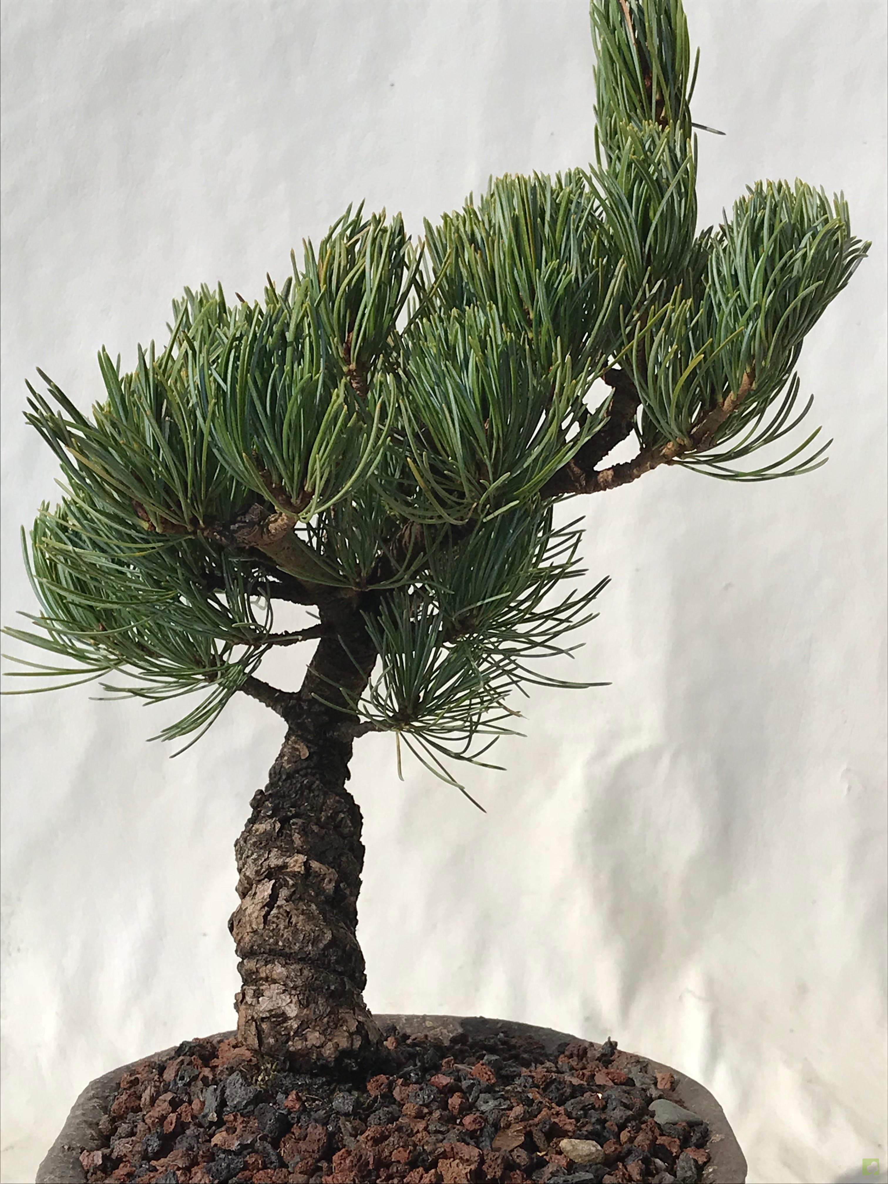 BONSAI PINO PENTHAPHYLLA BONSAI PINO PENTHAPHYLLA