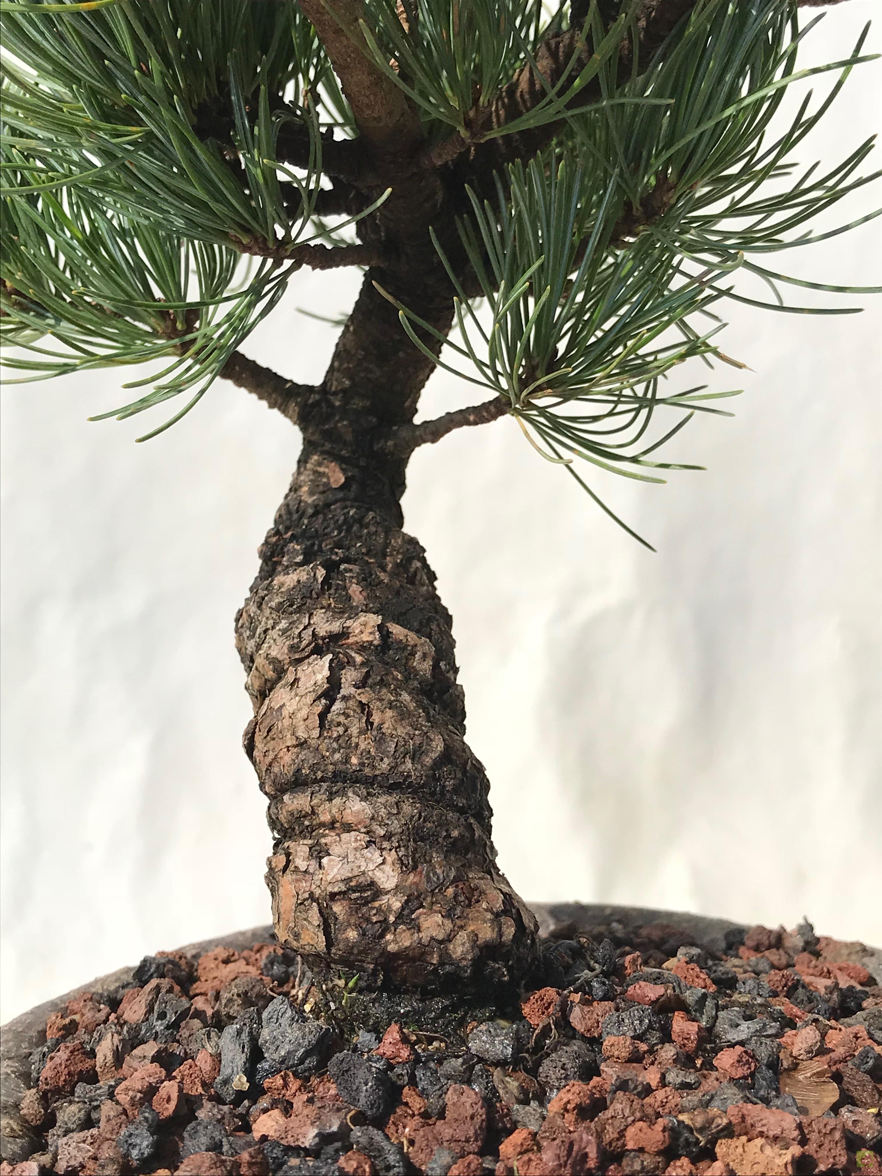 BONSAI PINO PENTHAPHYLLA BONSAI PINO PENTHAPHYLLA