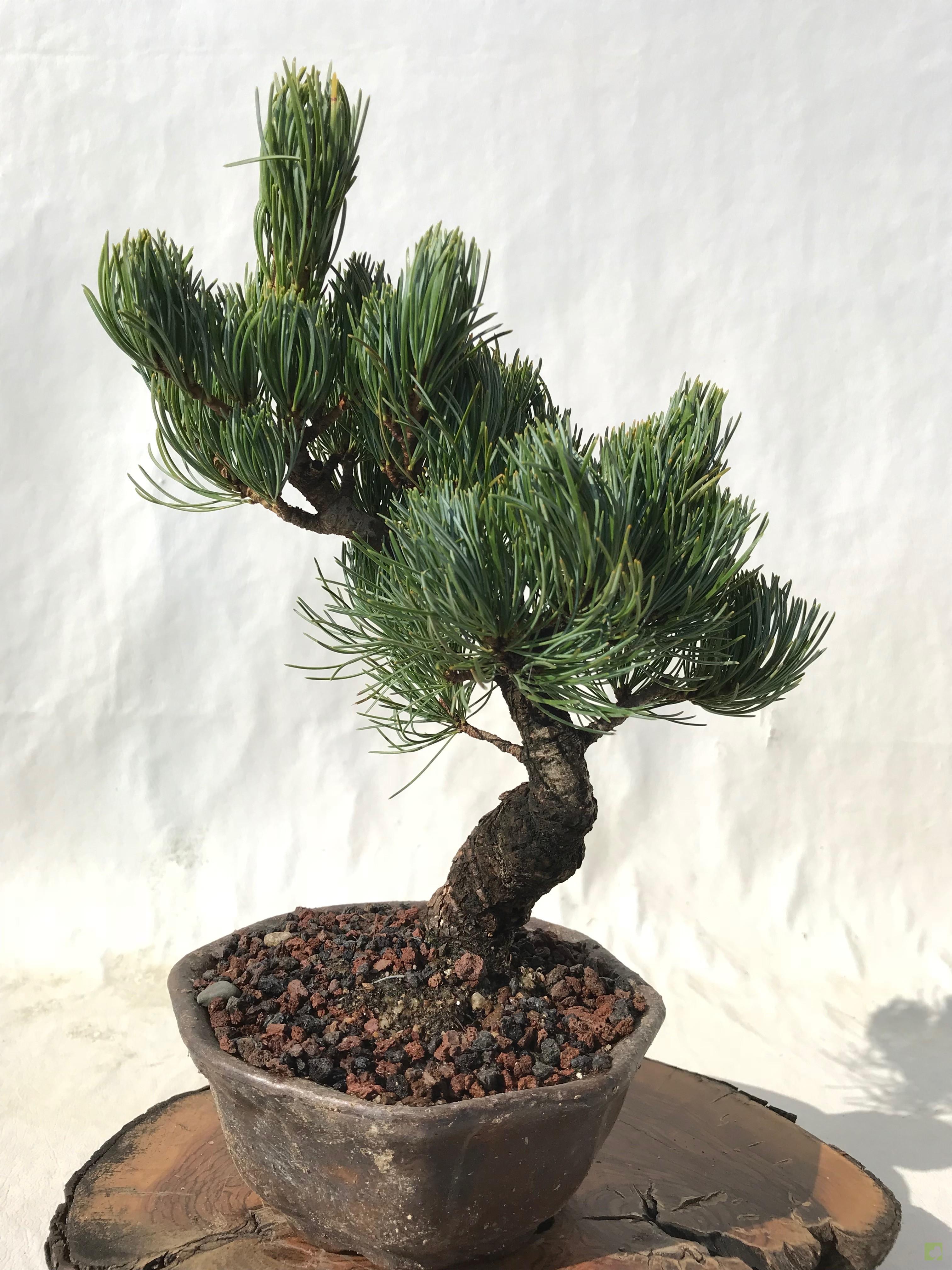 BONSAI PINO PENTHAPHYLLA BONSAI PINO PENTHAPHYLLA