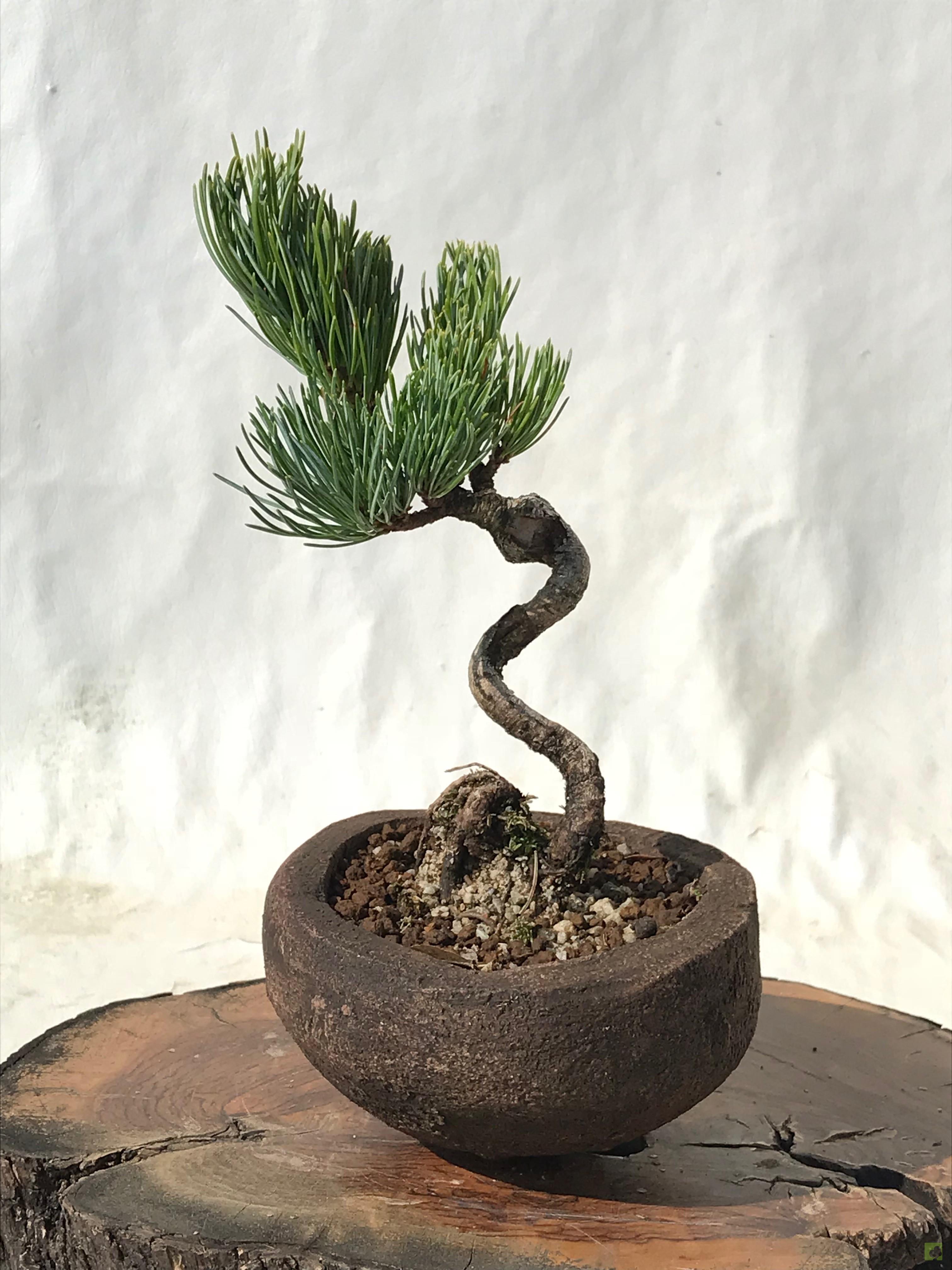 MAME PINO PENTHAPHYLLA MAME PINO PENTHAPHYLLA