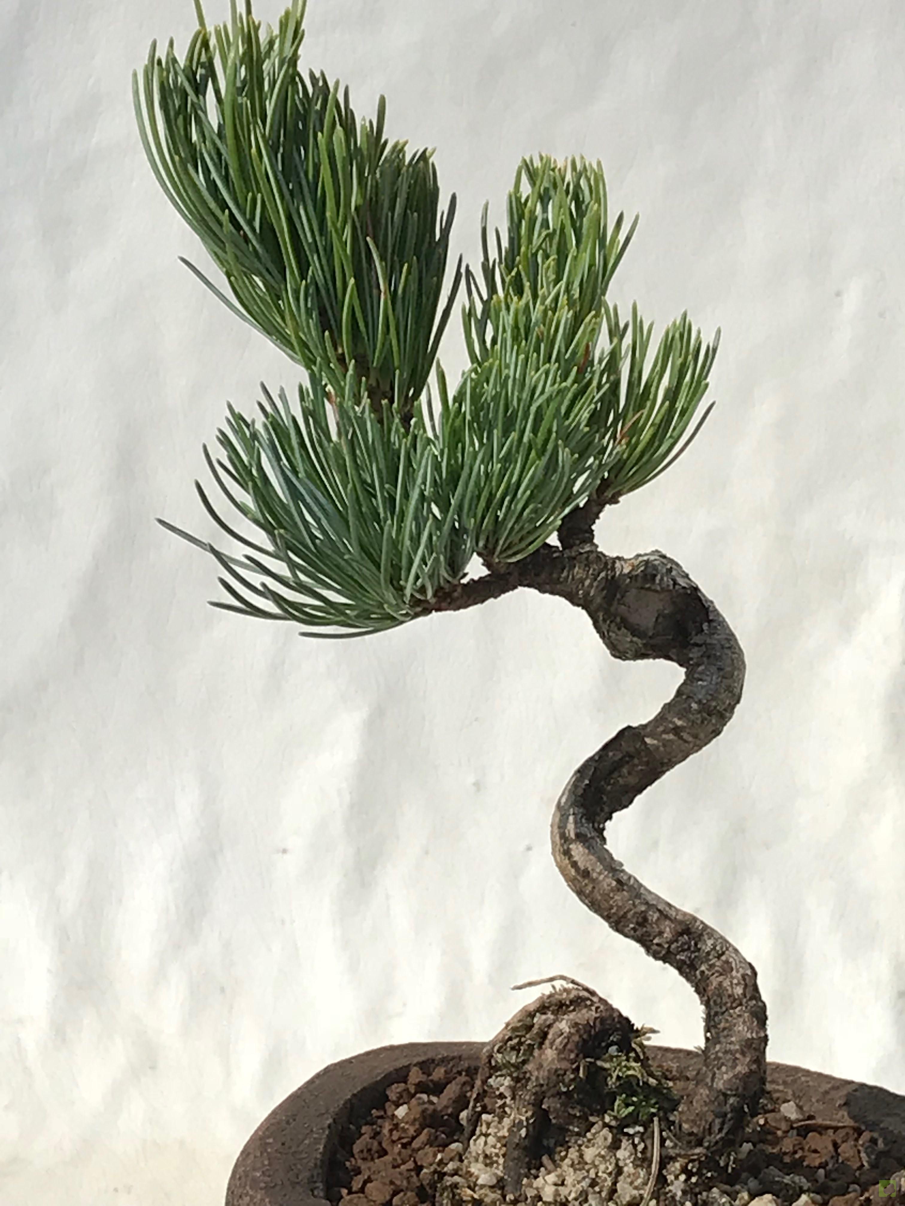 MAME PINO PENTHAPHYLLA MAME PINO PENTHAPHYLLA