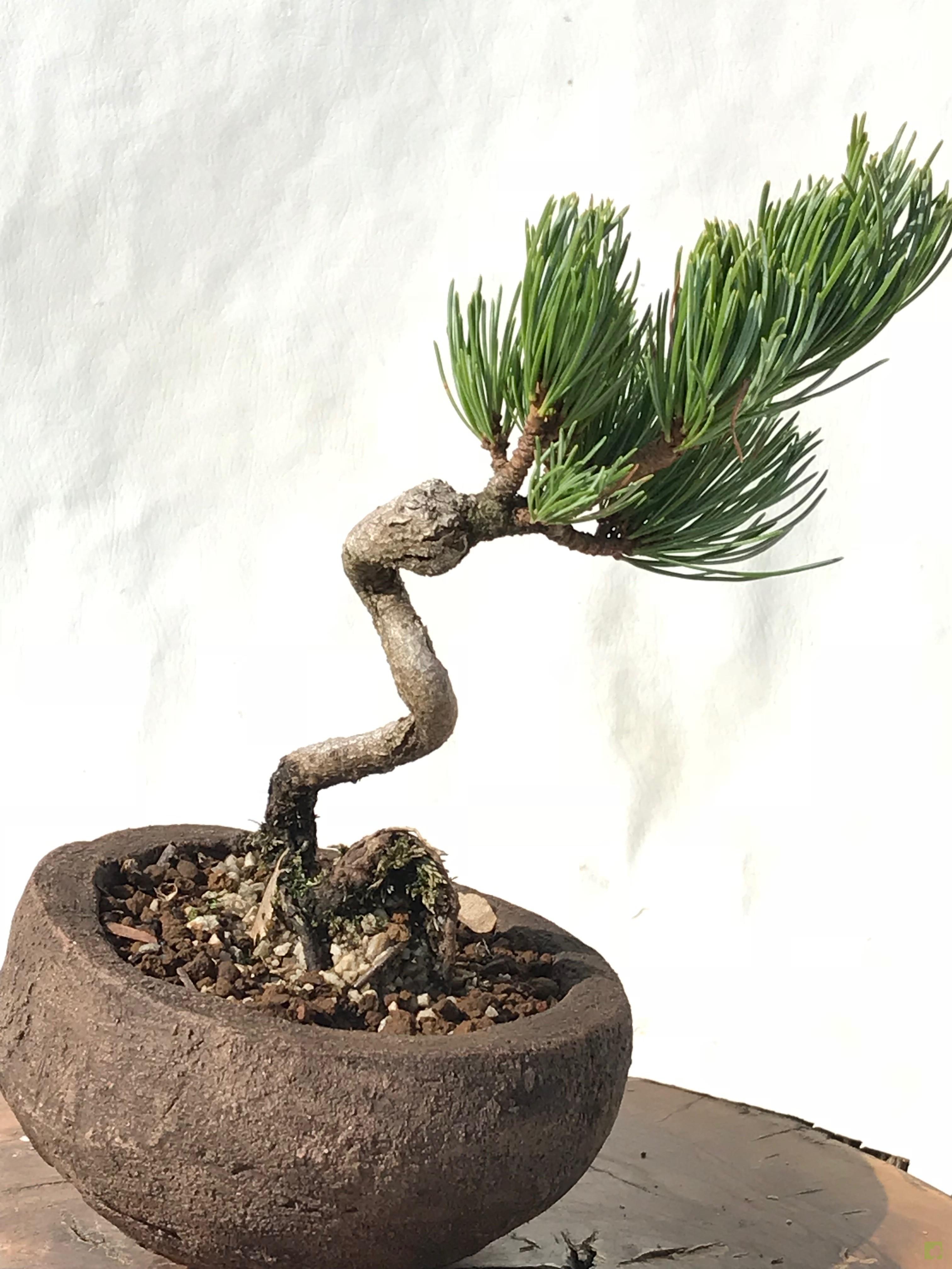 MAME PINO PENTHAPHYLLA MAME PINO PENTHAPHYLLA