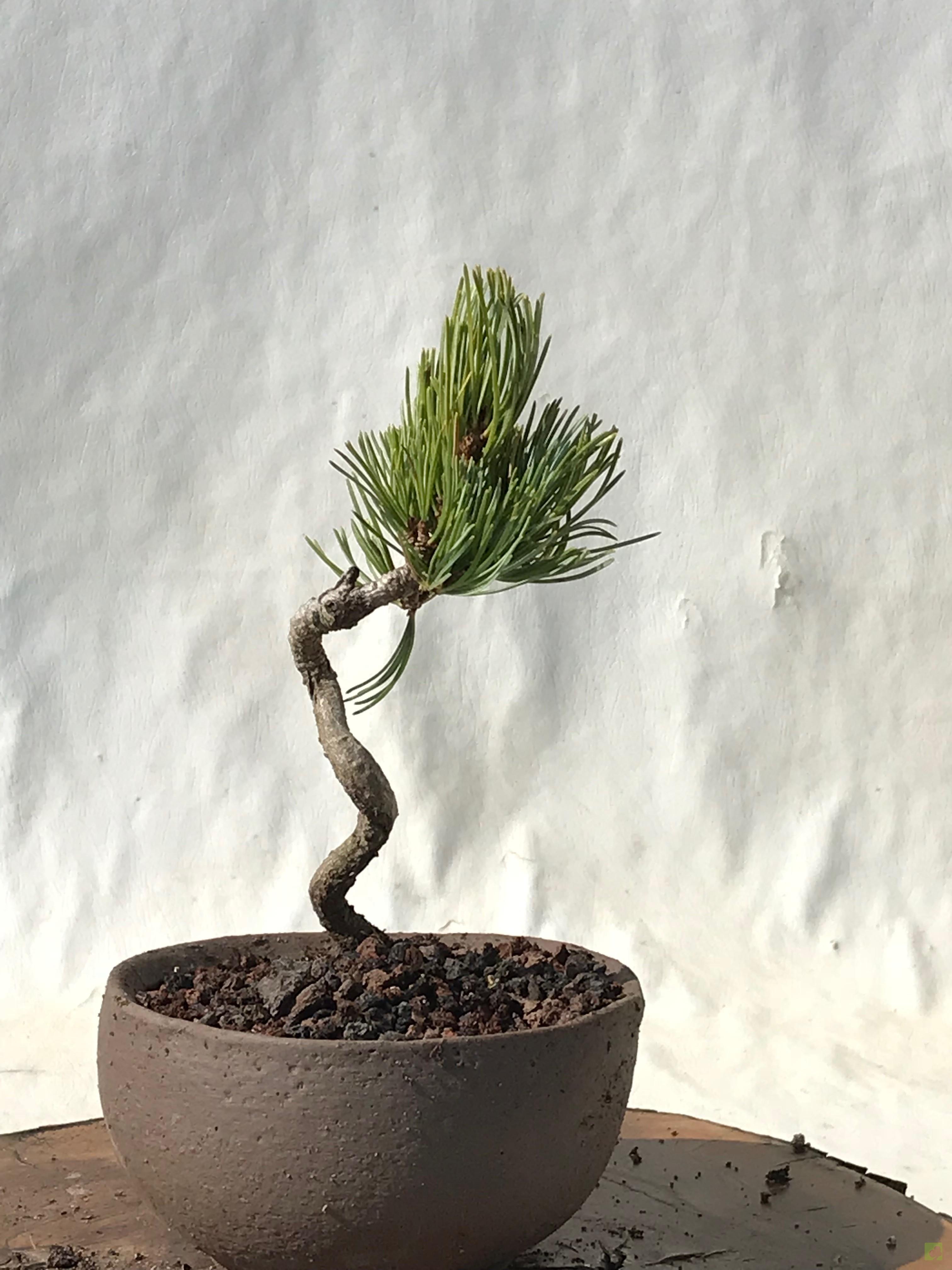 MAME PINO PENTHAPHYLLA MAME PINO PENTHAPHYLLA