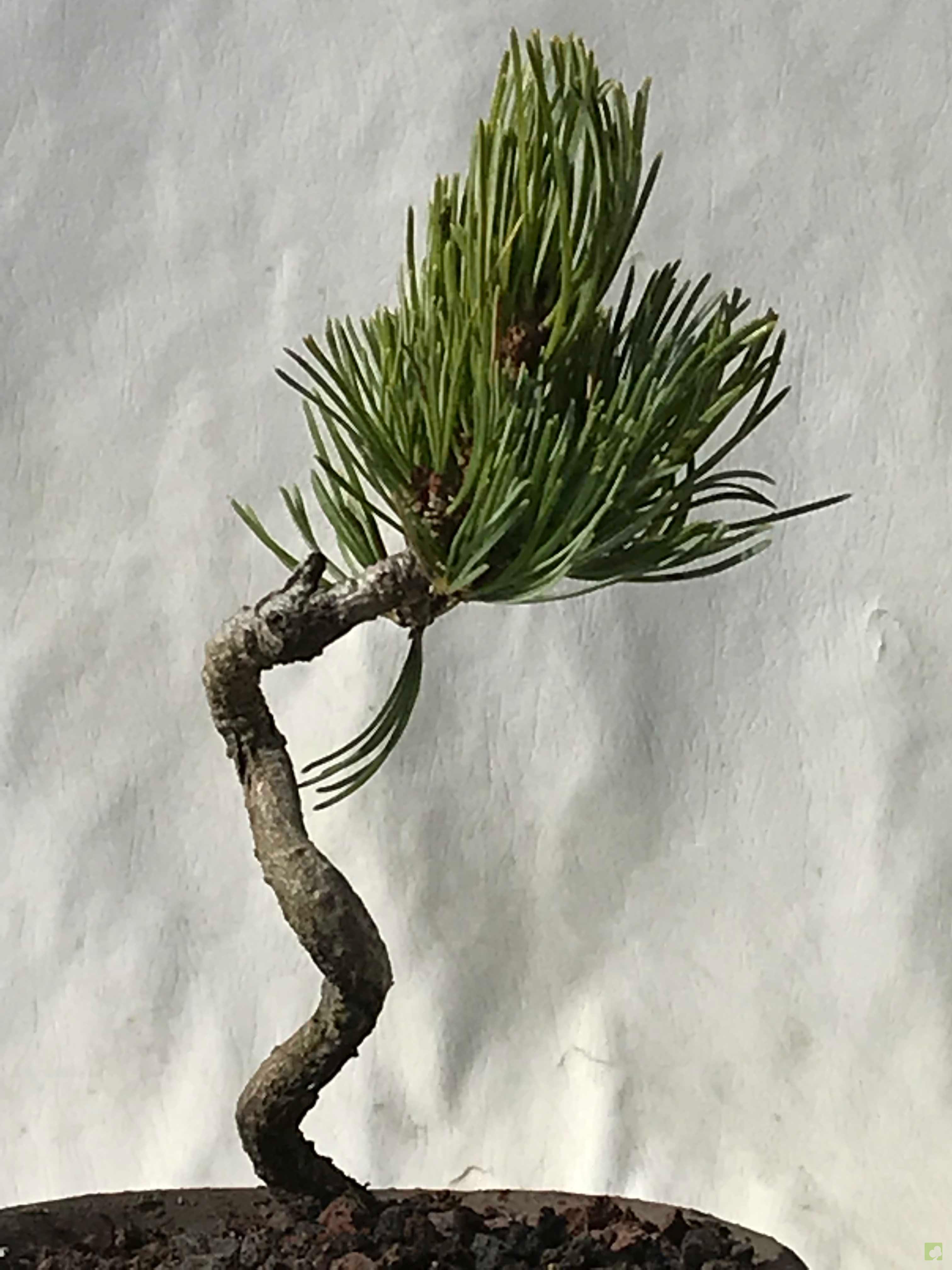 MAME PINO PENTHAPHYLLA MAME PINO PENTHAPHYLLA