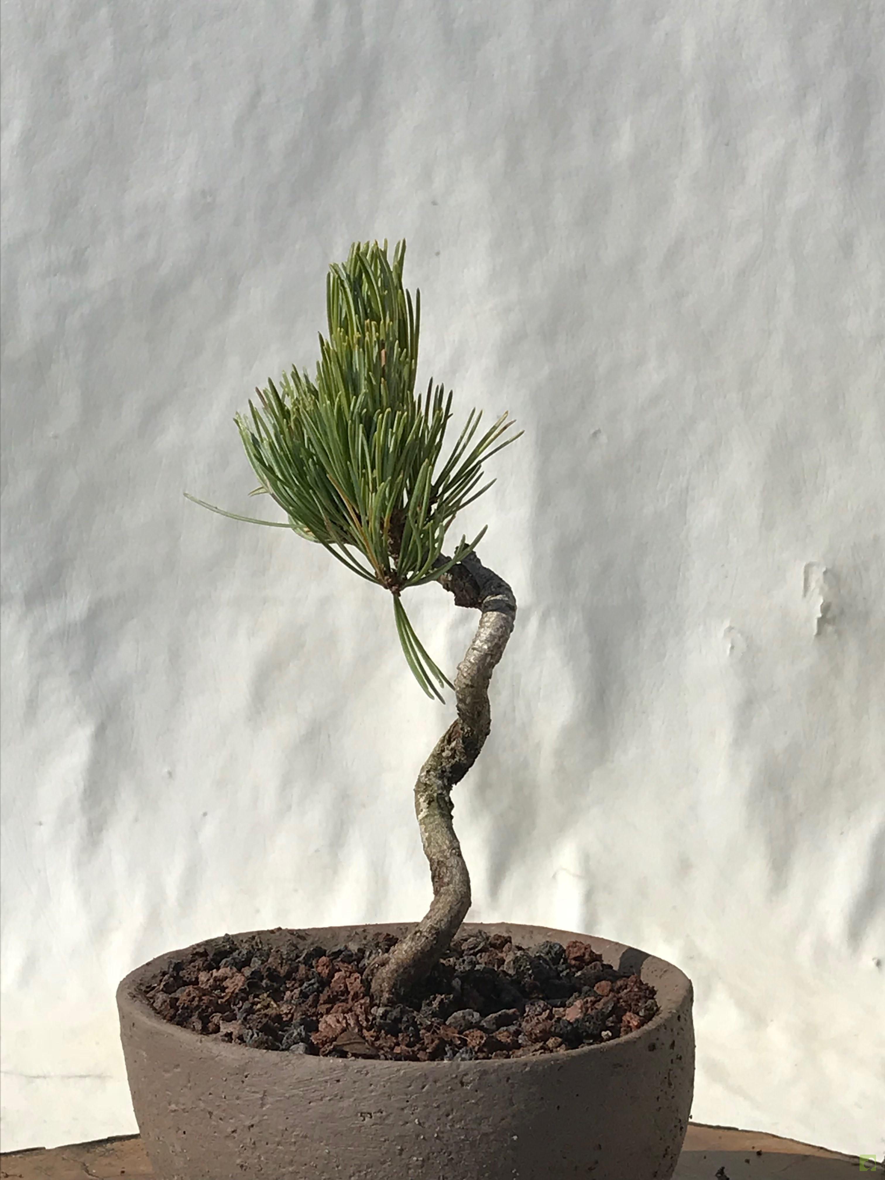 MAME PINO PENTHAPHYLLA MAME PINO PENTHAPHYLLA