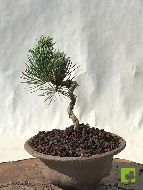 MAME PINO PENTHAPHYLLA MAME PINO PENTHAPHYLLA