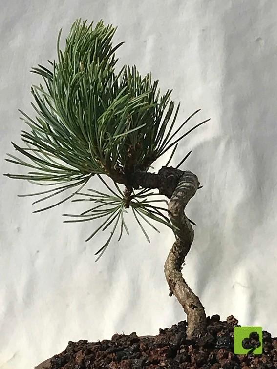 MAME PINO PENTHAPHYLLA MAME PINO PENTHAPHYLLA