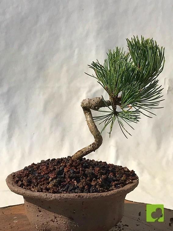 MAME PINO PENTHAPHYLLA MAME PINO PENTHAPHYLLA