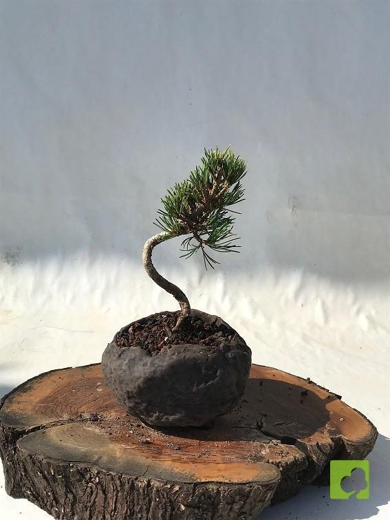 MAME PINO PENTHAPHYLLA MAME PINO PENTHAPHYLLA