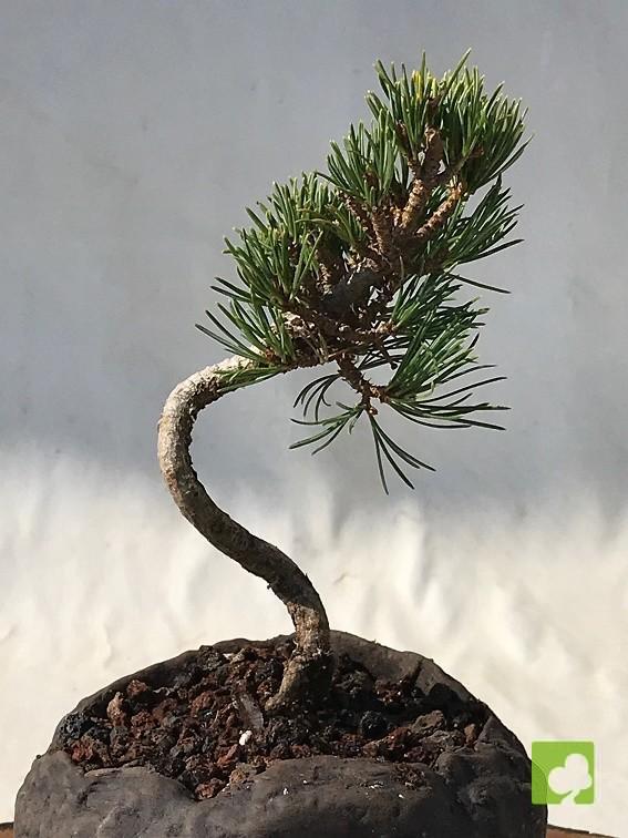 MAME PINO PENTHAPHYLLA MAME PINO PENTHAPHYLLA