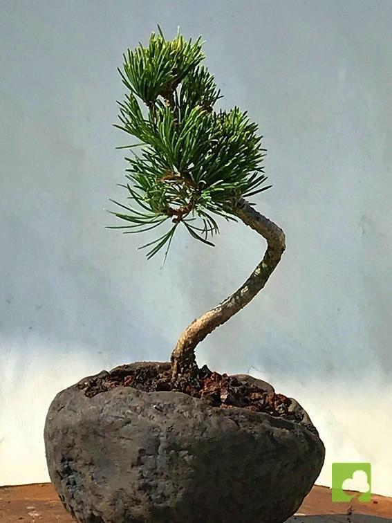 MAME PINO PENTHAPHYLLA MAME PINO PENTHAPHYLLA