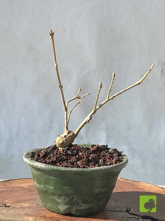 MAME FORSITIA MAME FORSITIA